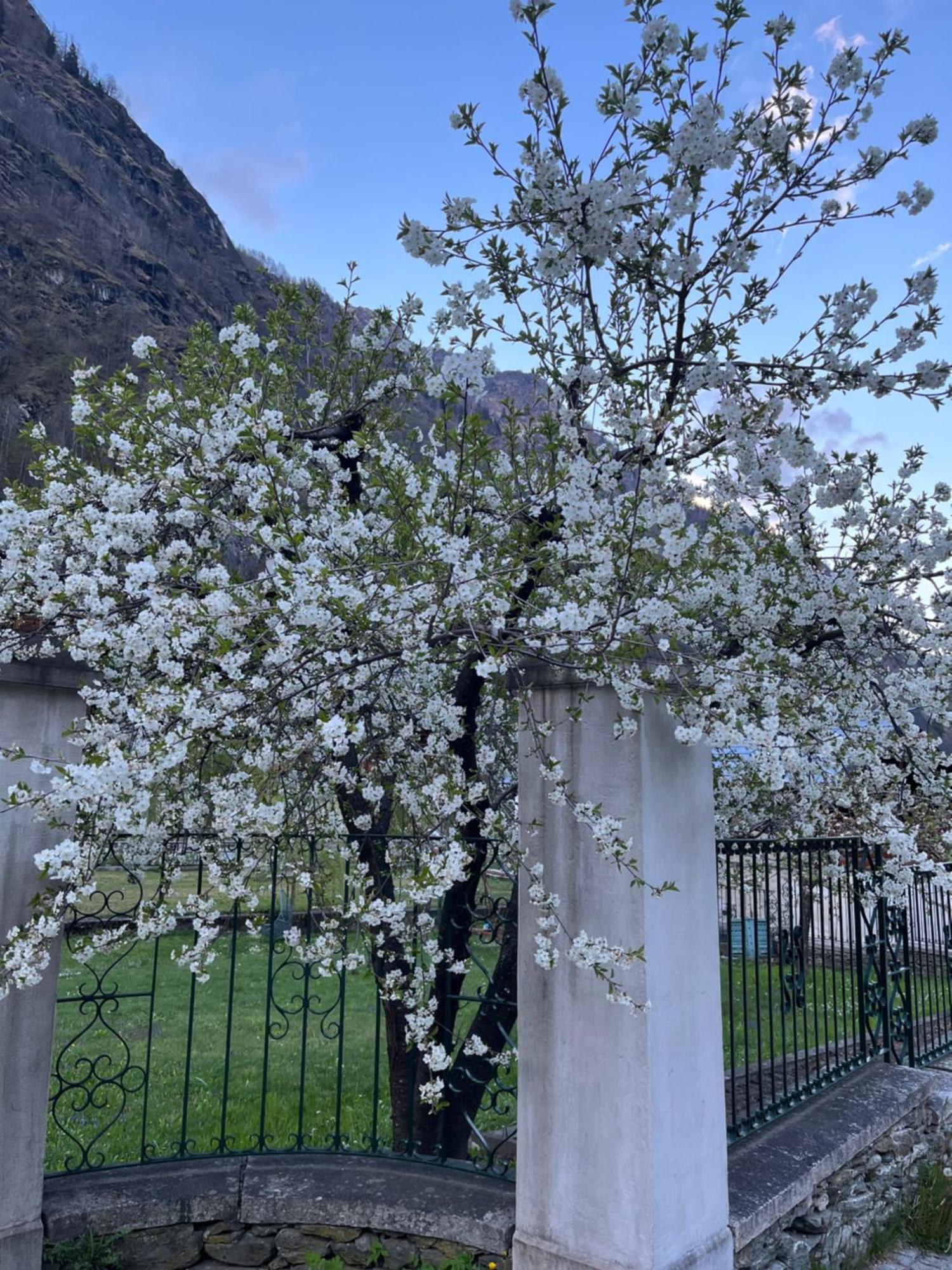 L'Aria Di Casa Bed and Breakfast Alagna Valsesia Εξωτερικό φωτογραφία